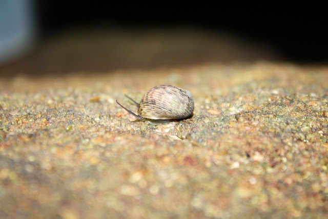 Marine Biology: Littorina littorea