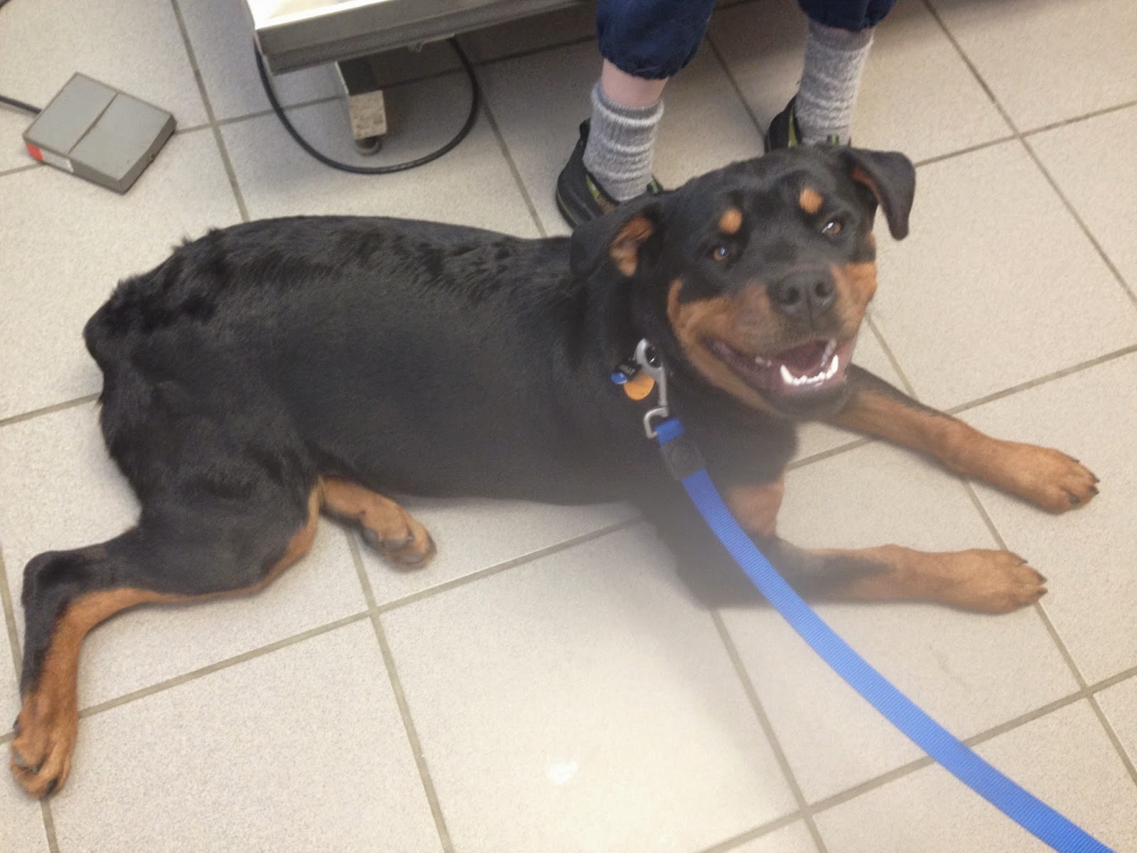 Diary Of A Real Life Veterinarian Seroma The Pocket Of Fluid To Keep Quiet