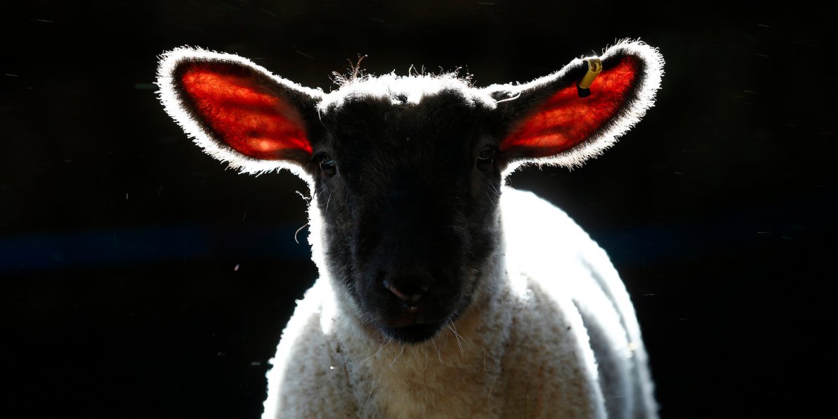 the sacrificial lamb in the crucible Why we think trees are often used as symbol of time why do you think the crucible and patchwork quilt are often used as symbols of the multicultural character of us society (sacrificial) lamb these verses are only a few examples, from the nkjv. the sacrificial lamb in the crucible Why we think trees are often used as symbol of time why do you think the crucible and patchwork quilt are often used as symbols of the multicultural character of us society (sacrificial) lamb these verses are only a few examples, from the nkjv.