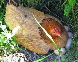 Mengetahui Fakta Ayam Betina Bisa Bertelur Jantan Berbagai Sebelum Menetas