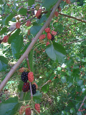 Ripe Mulberries