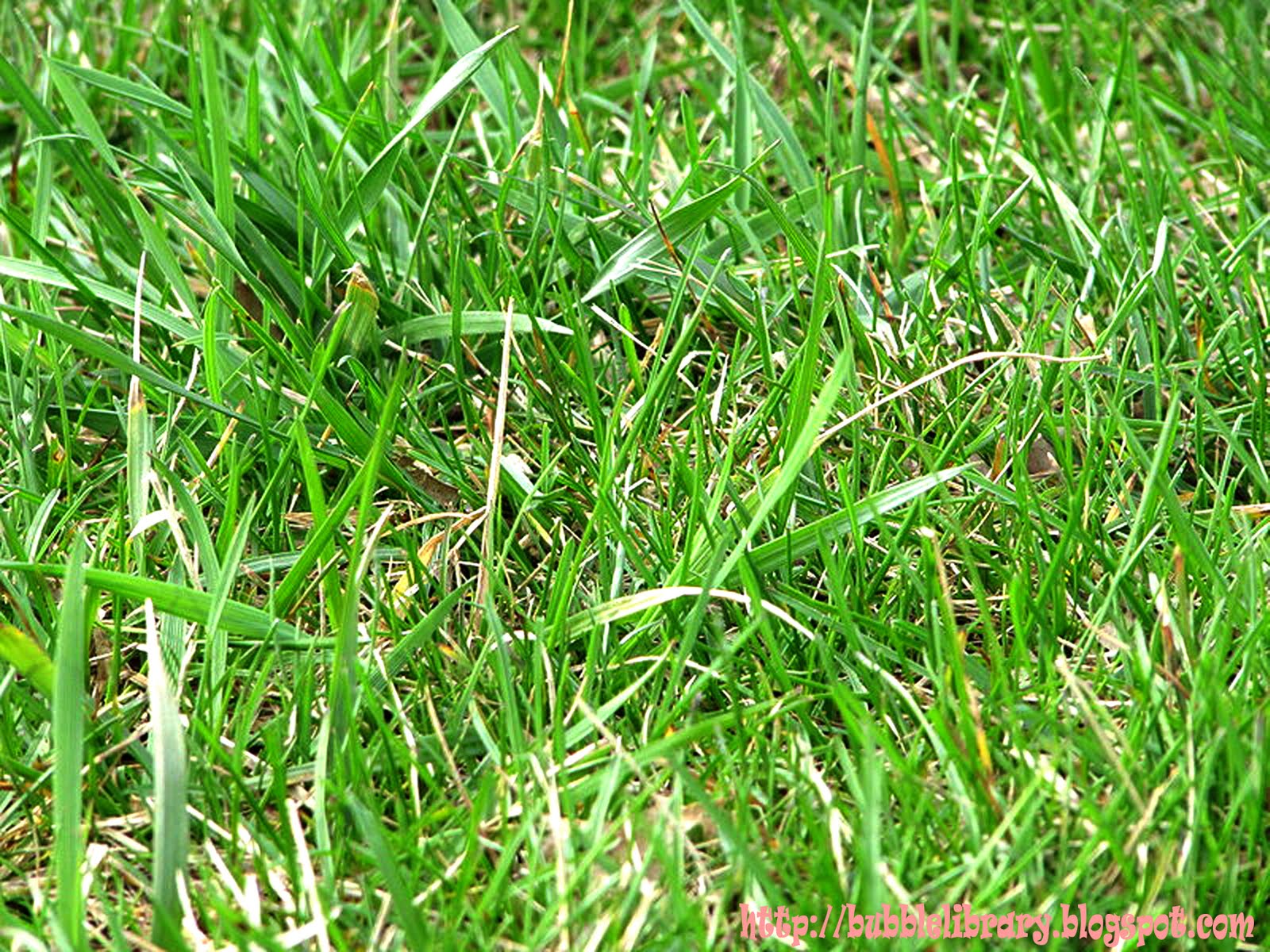 B u B b L e L i B R A R Y What makes grass green?