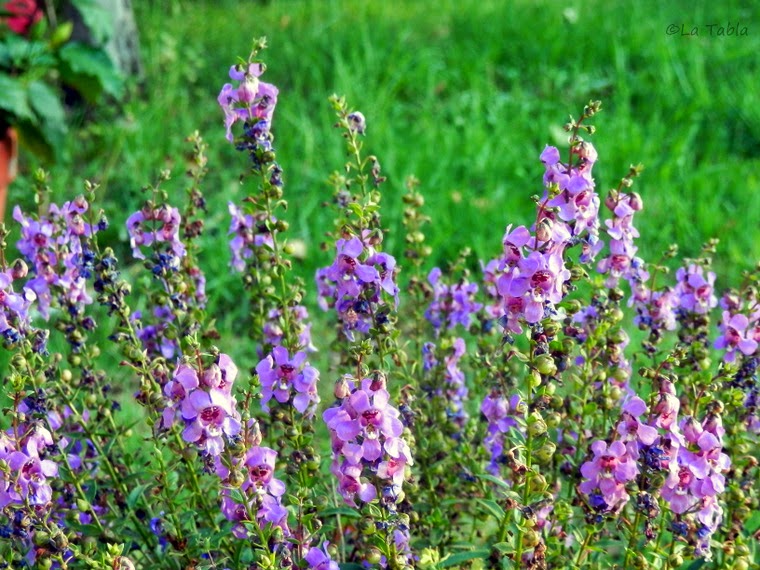 Angelonia angustifolia