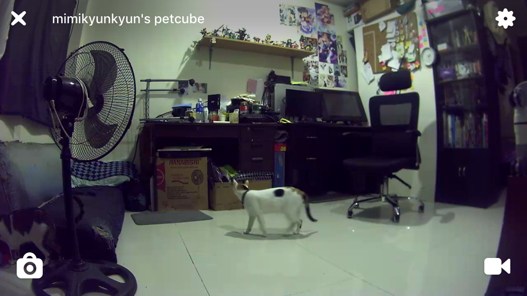 Petcube Play | chainyan.co