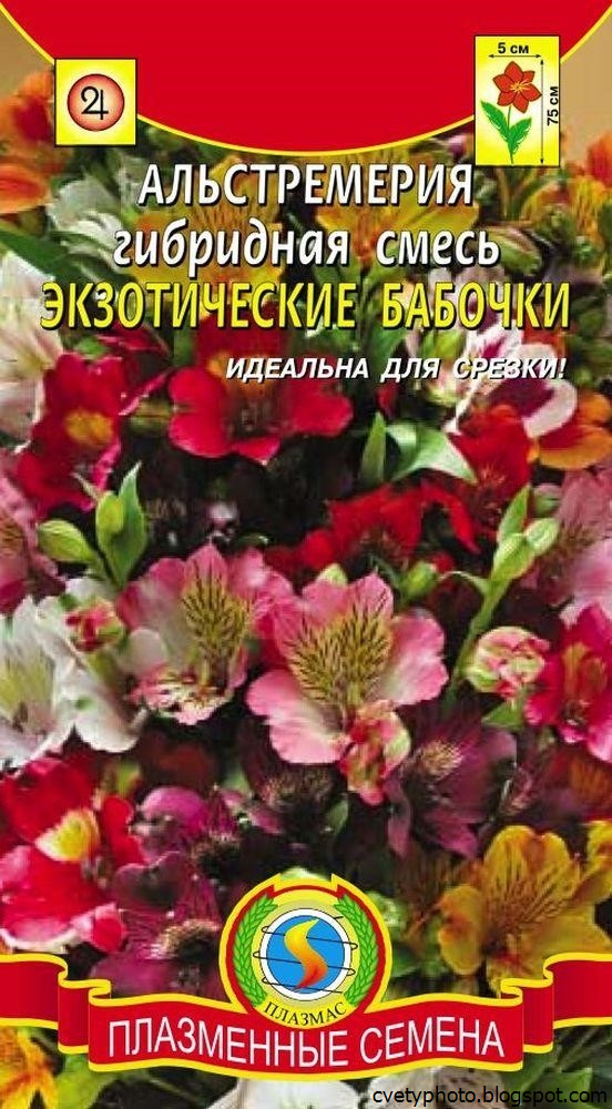 Каталог Семян Цветов С Фото И Названиями