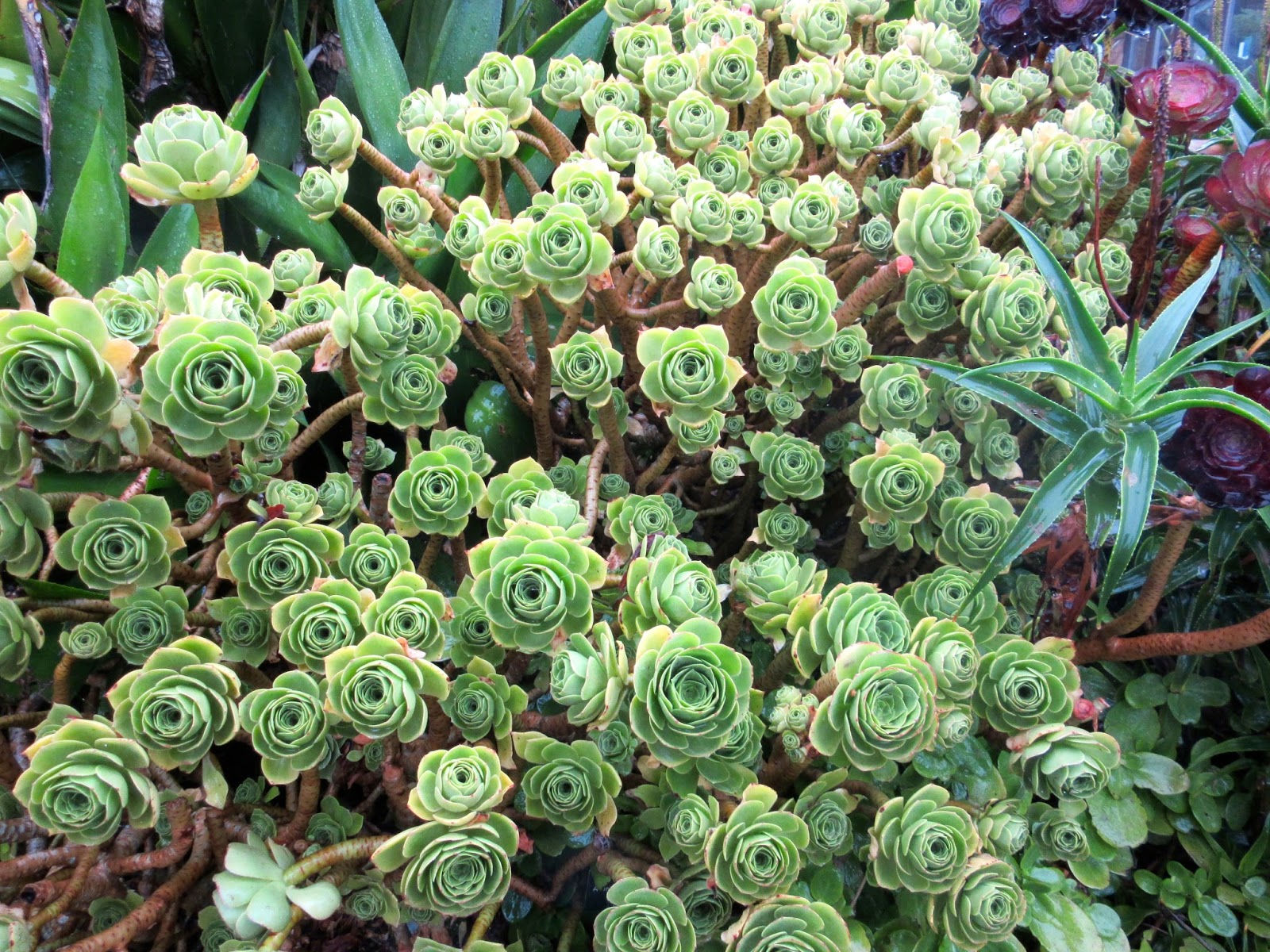 Destination Fiction "X" is for Xerophyte