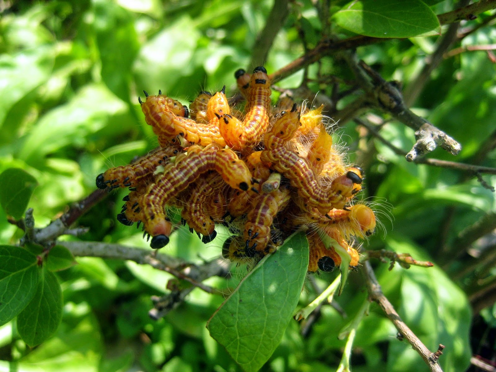 Meadow Muffin Gardens What is Eating my Blueberry Bushes?!