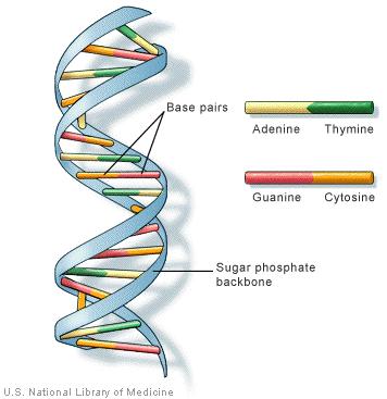 Image result for dna helix blogspot.com