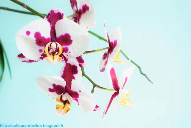 Fleurs orchidée phalaenopsis