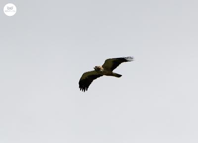 Águila calzada (Aquila pennata)