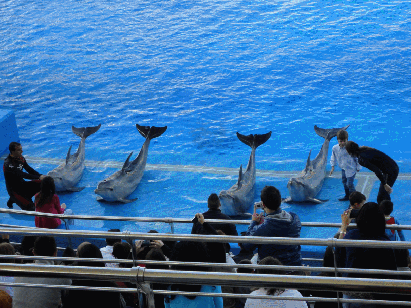 **By Joyce**: One city 2: Valencia L #39 Oceanogràfic AMAZING