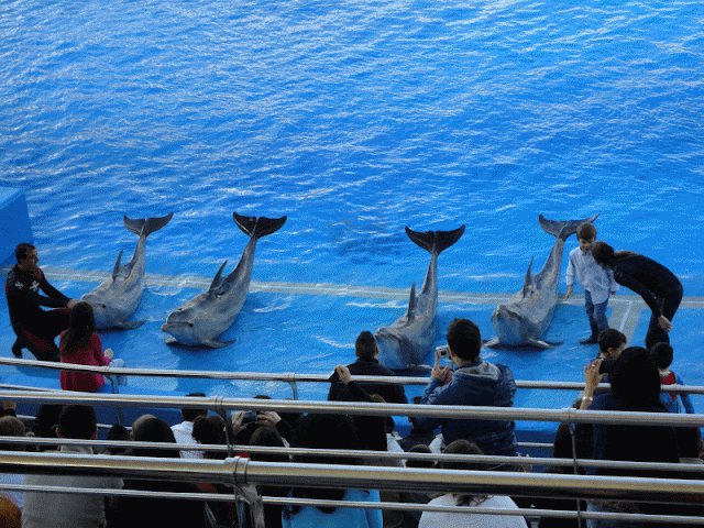 **By Joyce**: One city 2: Valencia L #39 Oceanogràfic AMAZING