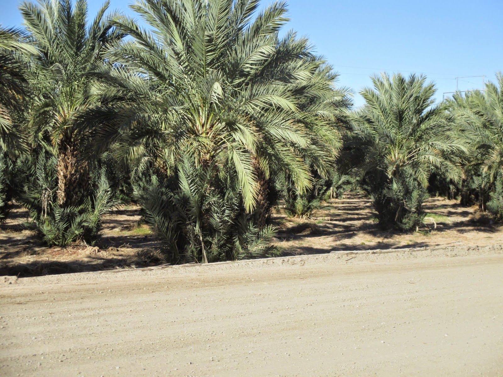 Backyard Excursions Martha's Garden Date Farm in Yuma