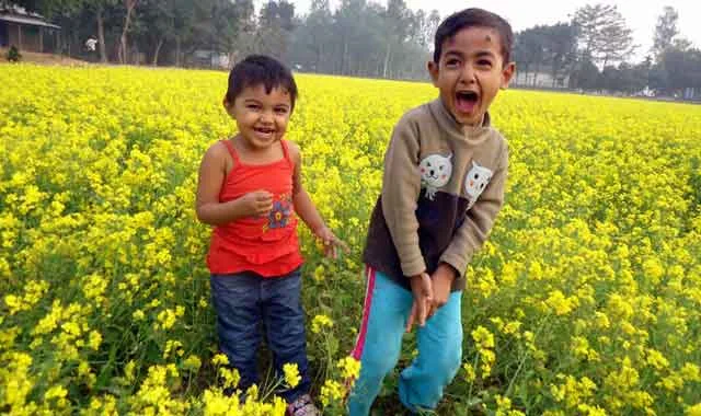 Yellowing up the ground in Kazipure