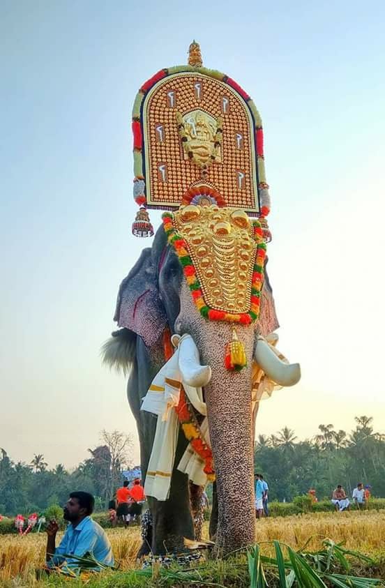 Kerala Elephants Images Kerala elephants wallpapers HD Kerala