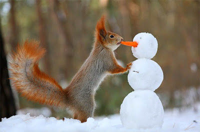 ardillas jugando en la nieve
