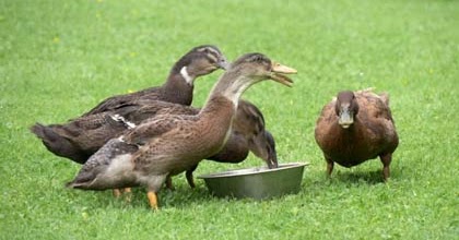 Deskripsi Bebek dalam Bahasa Inggris dan Artinya - ContohText