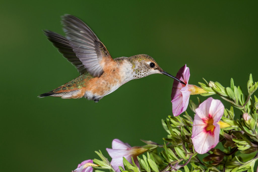 Chris The Photog Butterflies and Hummingbirds