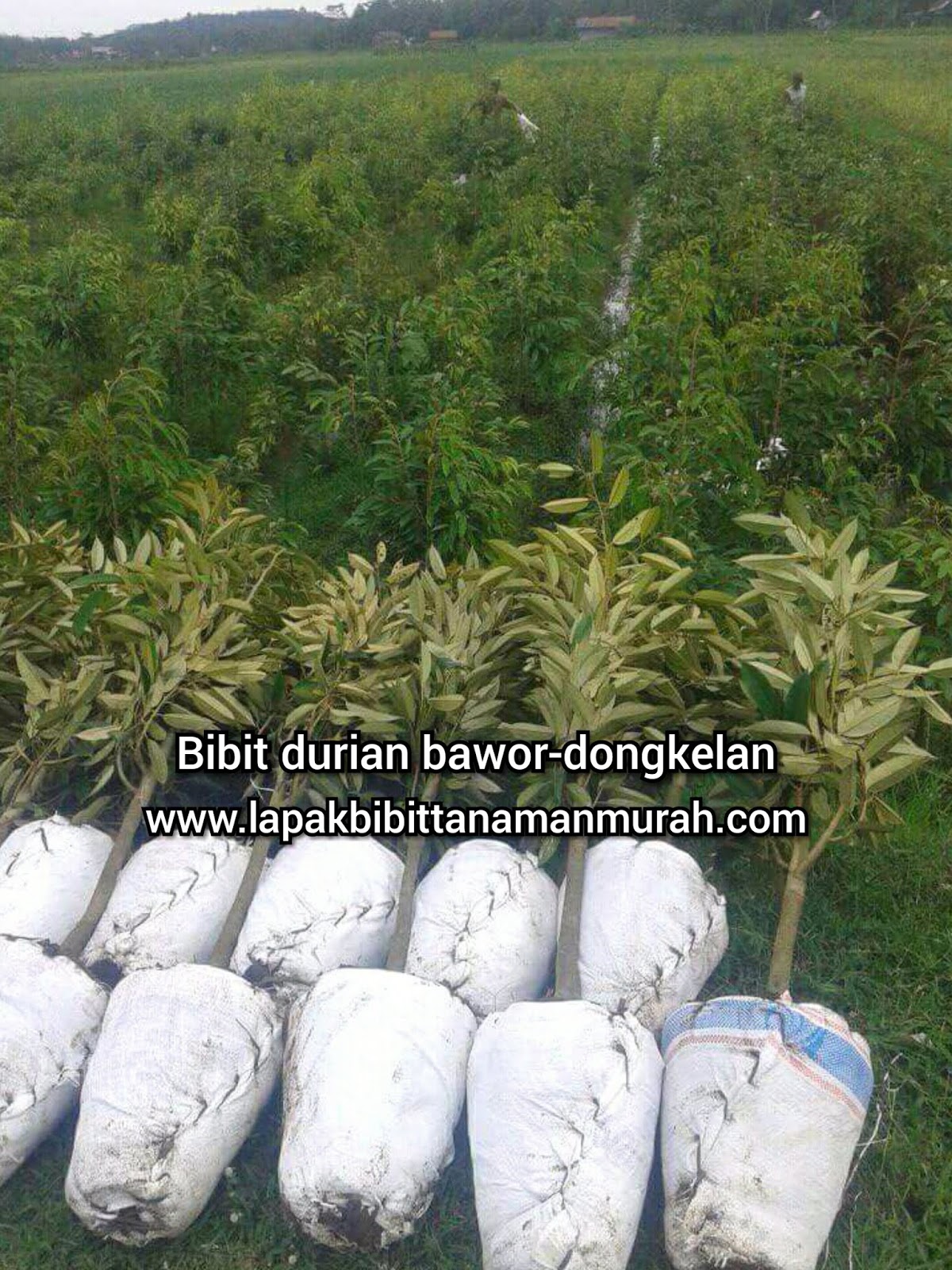 bibit durian bhinneka bawor dongkelan lapak bibit bibit durian bhinneka bawor dongkelan lapak bibit