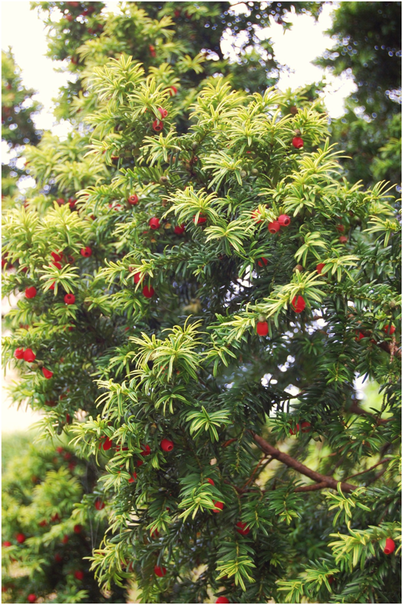 Top 10 Most Dangerous Plants In The Philippines You Should