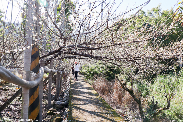新社梅花隧道、小木屋鮭魚葡萄、梅花森林,台中賞梅花好去處 新社梅花隧道、小木屋鮭魚葡萄、梅花森林,台中賞梅花好去處