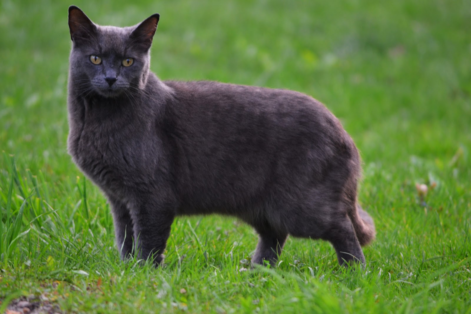LifenBeauty Photography Several Species of Small Furry Animals