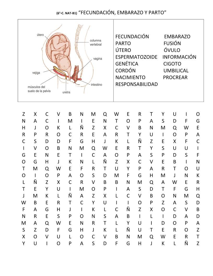 actividad 4 LA REPRODUCCIÓN HUMANA