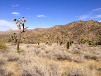 View northeast in Black Rock Canyon, Joshua Tree National Park