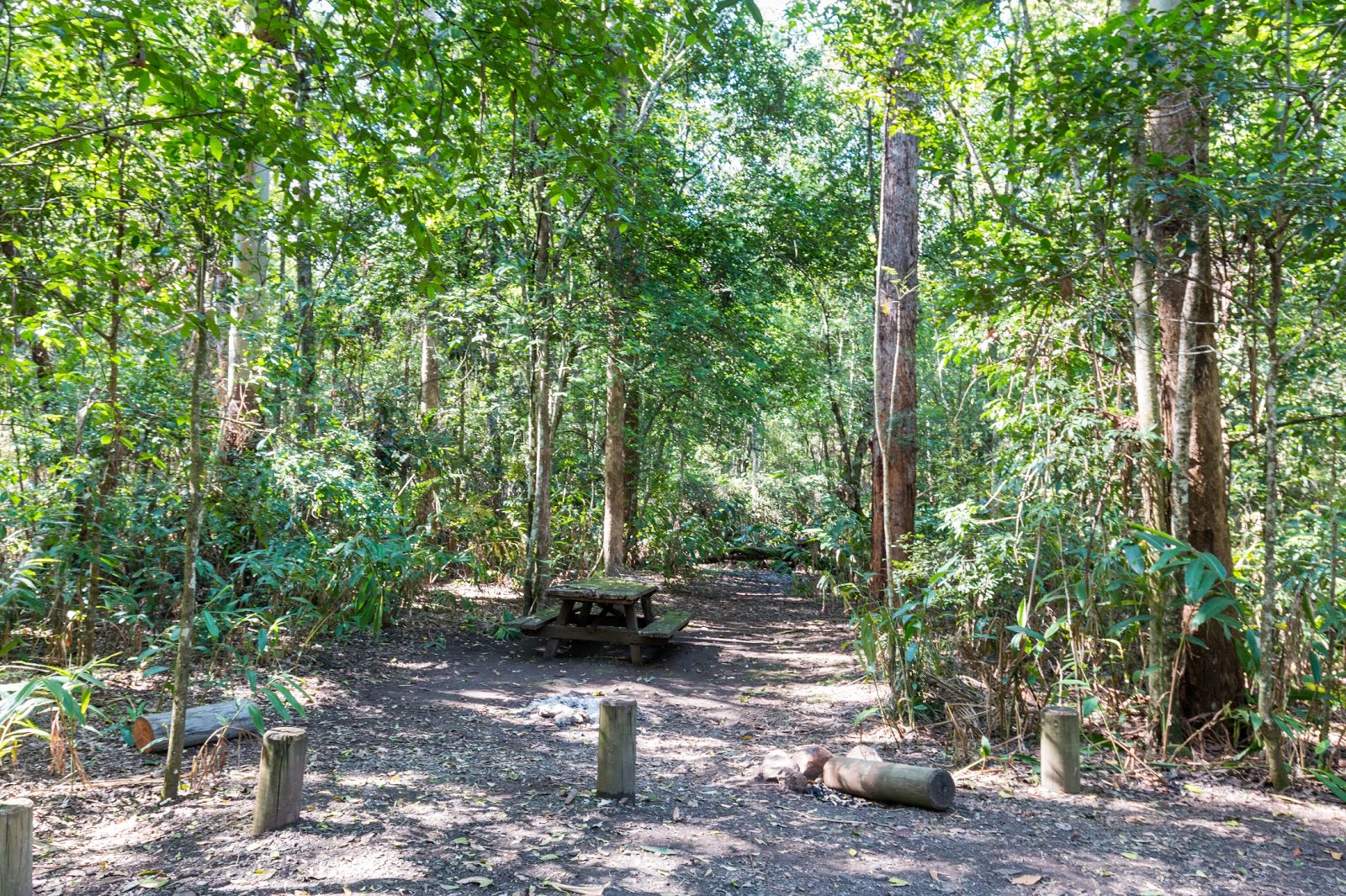 National Park Odyssey Iron Pot Creek Campground and Toonumbar Forest