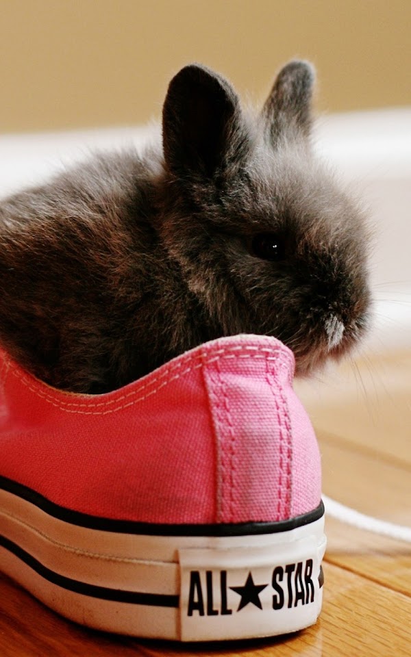 Black Bunny In Pink Converse  Android Best Wallpaper