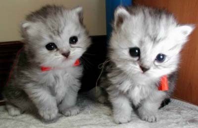 Steven Chung's Top 10: My Top 10 Cutest Cat Pictures