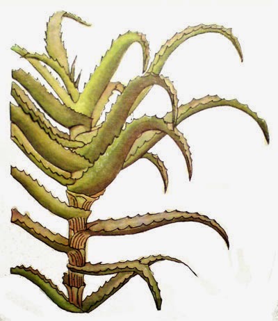 Рисунок алоэ древовидное