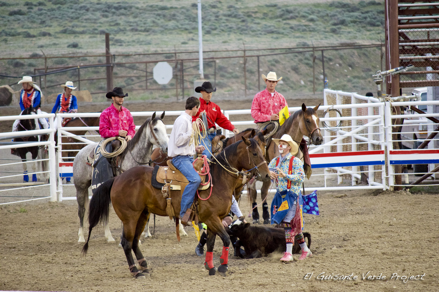 Caballos y toros salvajes en Cody, Wyoming, la historia viva del Rodeo