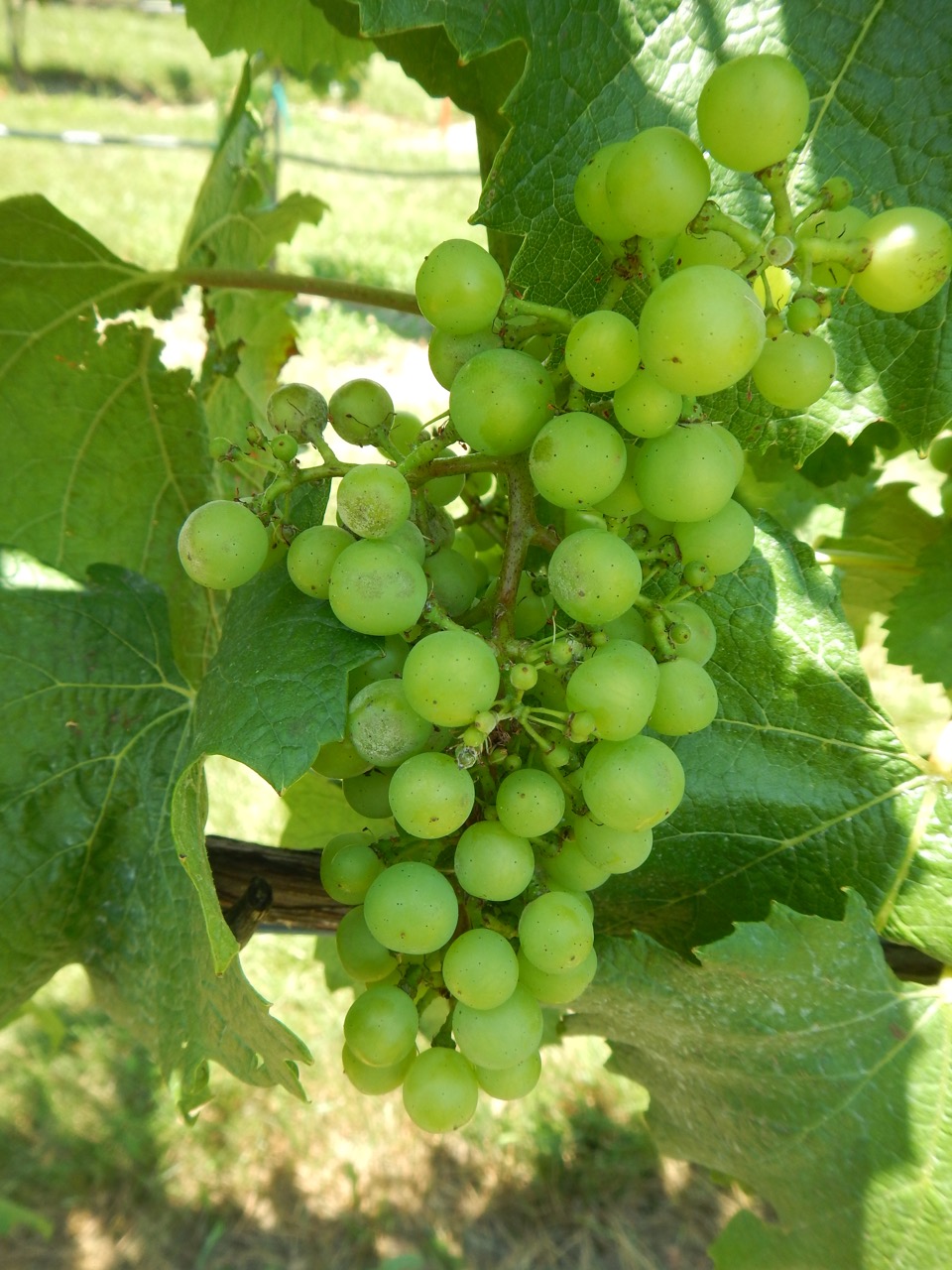 Virginia Grape Disease Updates Another reminder on seasonal diseases