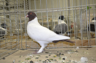 Czech pigeons - utility form pigeons