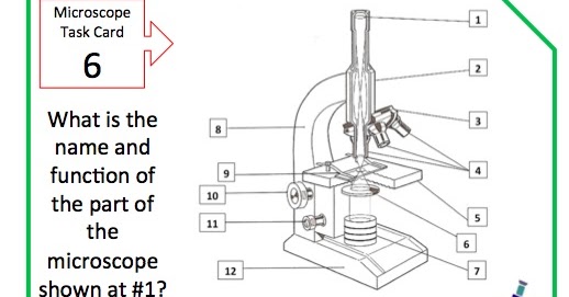 Microscope Mania Answer Key