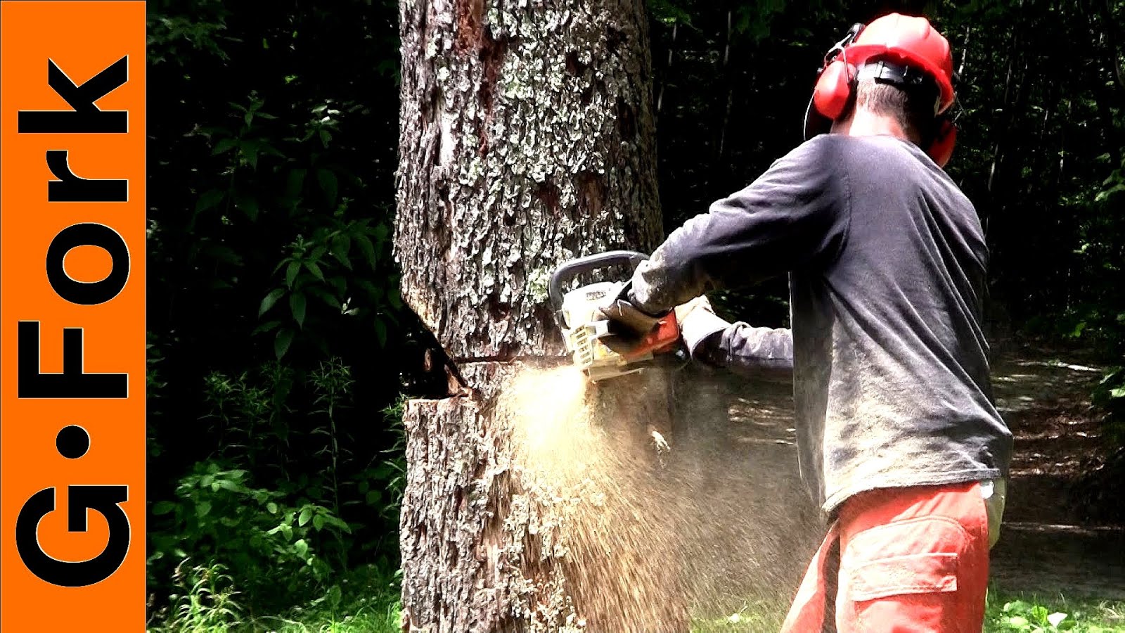 How To Cut A Tree Down With A Chainsaw Tree Choices