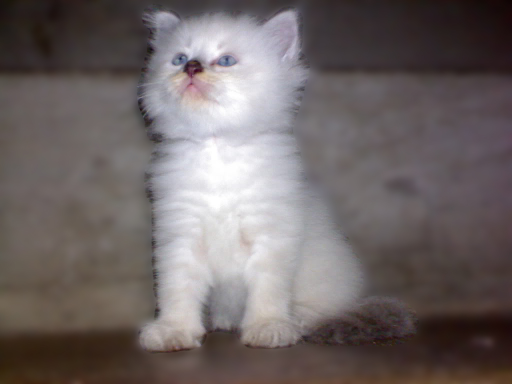 Persian Cats in the Philippines More Than the Breed Standard