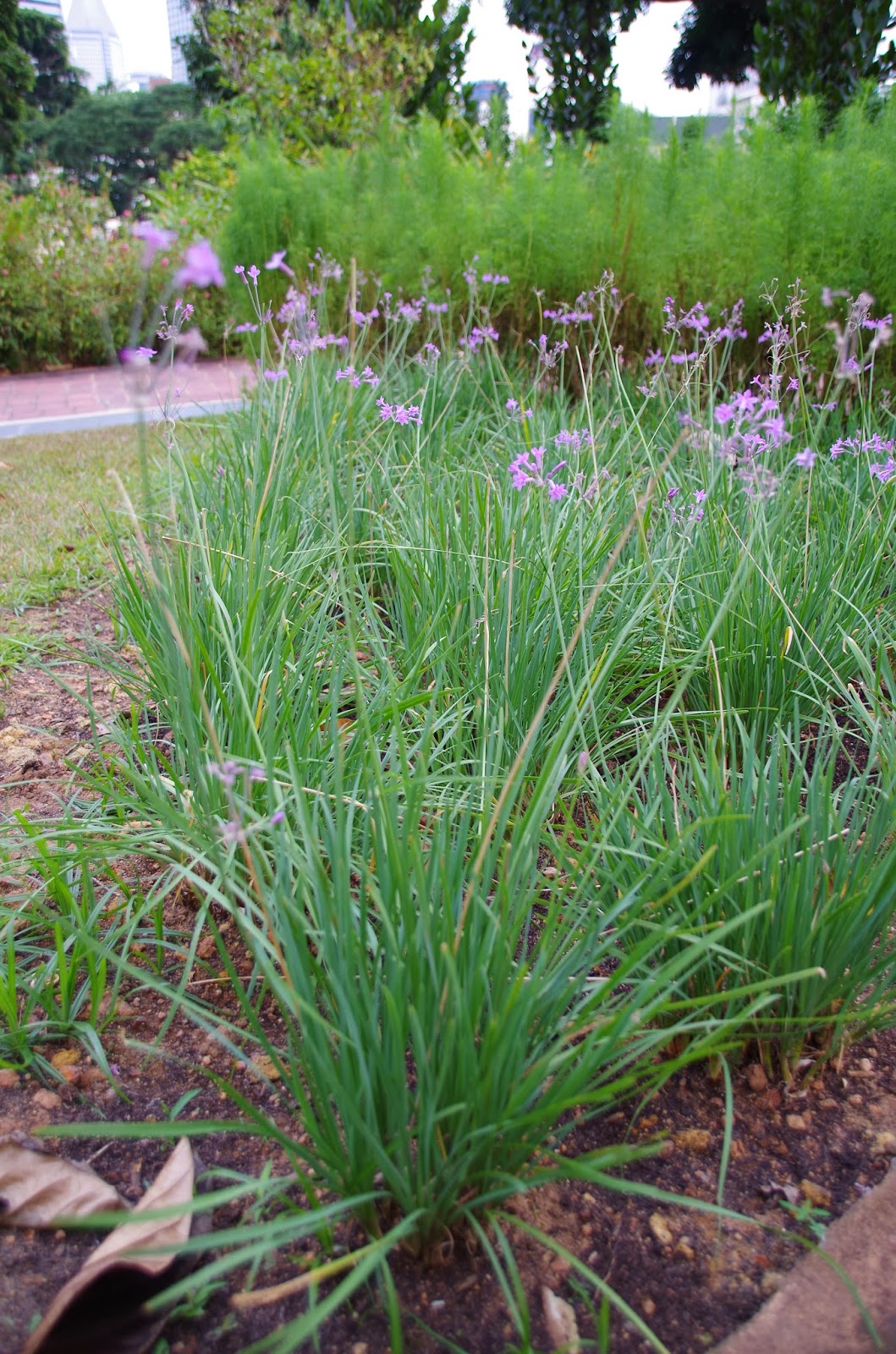Trees and Plants: Wild garlic