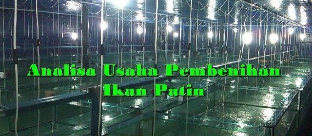 Syarat Pembenihan Ikan Patin secara Intensif yang Harus Dipenuhi