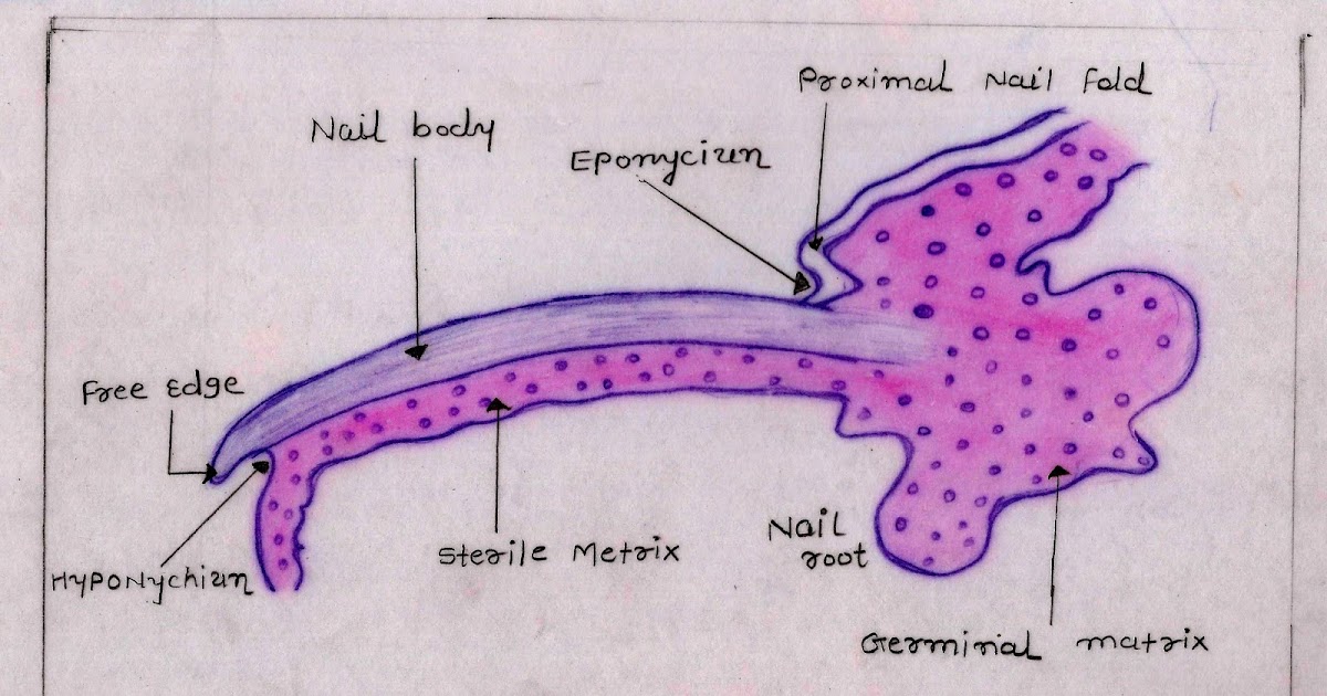 Histology Image: Integumentary system diagram of sweat glands foot 