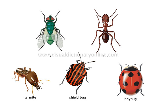 Insects Pictures Funny Animal insects-pictures-funny-animal