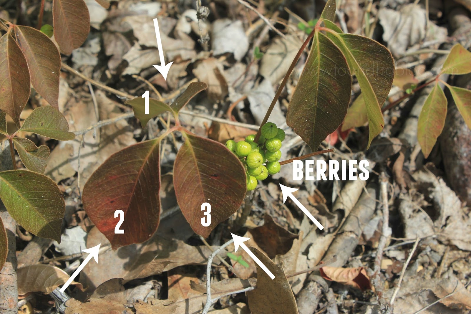 Poison Ivy & Your Dog To & Fro