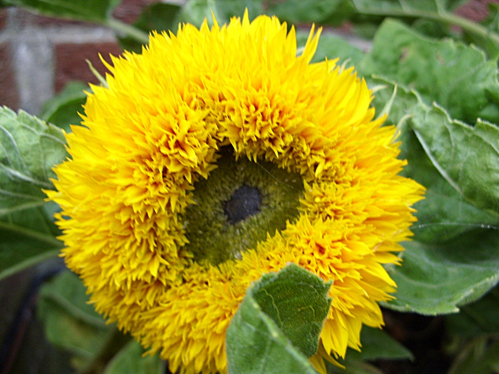 Kelli's Northern Ireland Garden Sunflowers (Giant, Teddy Bear)
