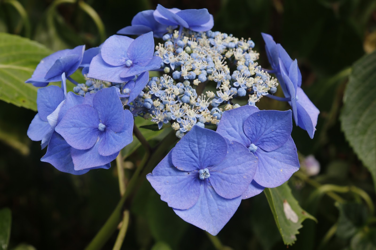 Three Dogs In A Garden The New Dwarf Hydrangeas