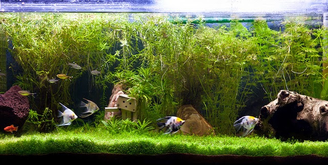 Qué es la acuarioterapia