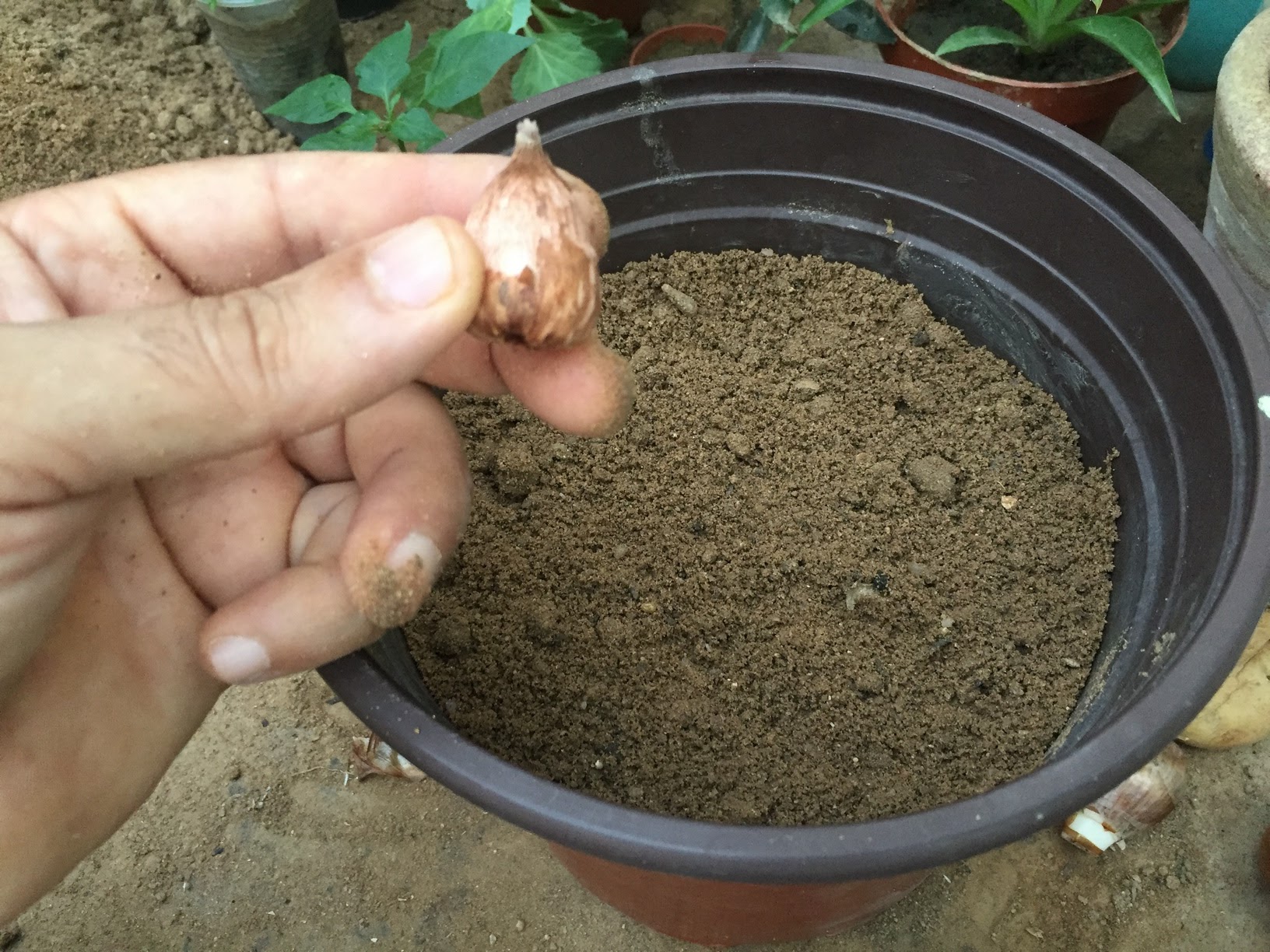 How to plant and grow freesia