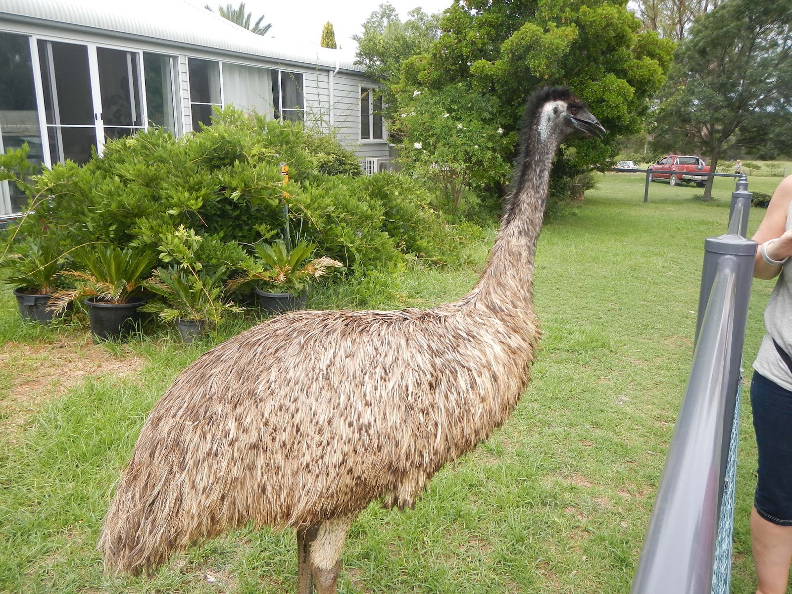 Pulut hitam tart by gladys tan Sky Fred