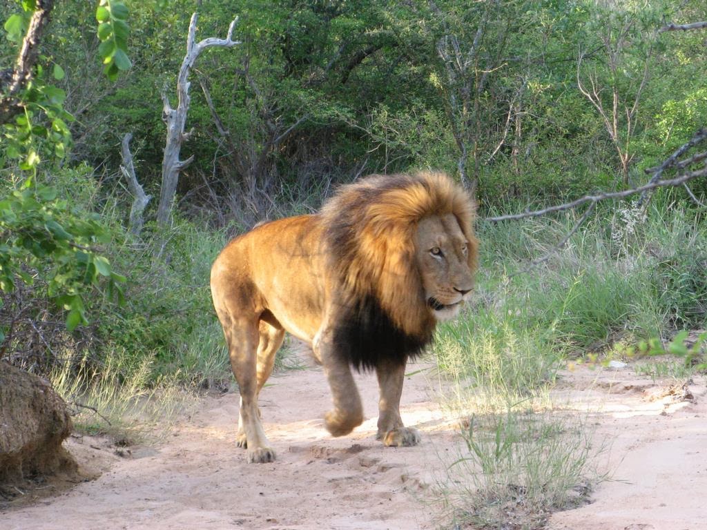 big male lion | Okay Wallpaper