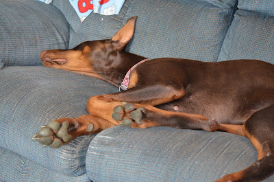An illusion of a Grey Paw Photo by Trisha Field